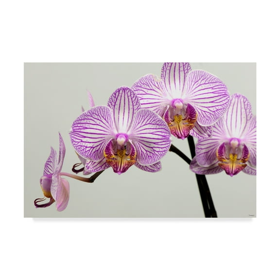 Trademark Fine Art 'Orchid Group' Canvas Art by Gordon Semmens