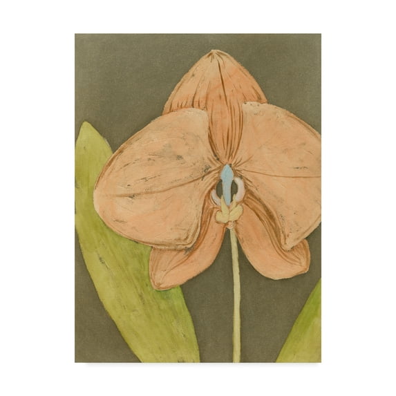 Trademark Fine Art 'Orchid and Earth IV' Canvas Art by Megan Meagher