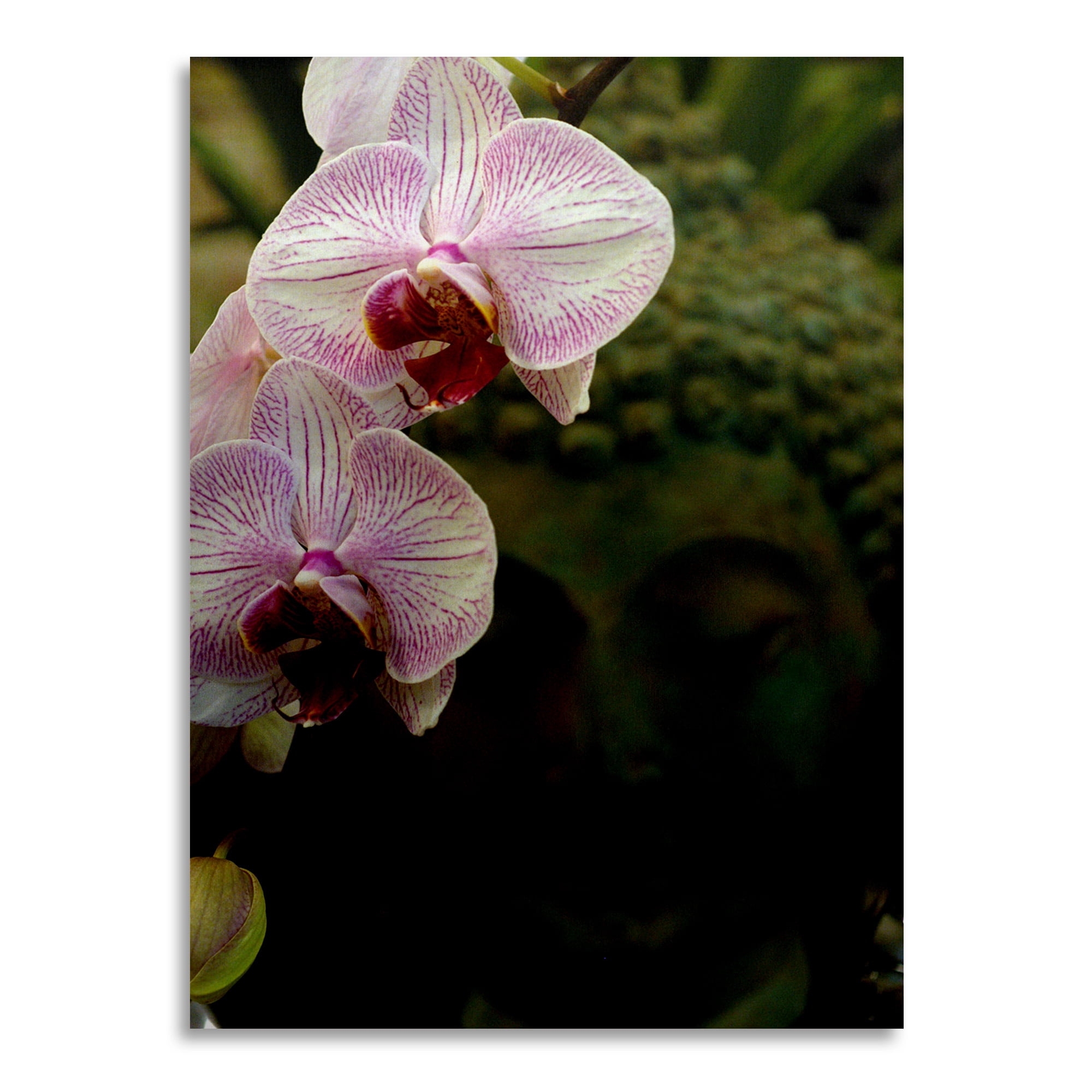 Trademark Fine Art 'Orchids and Buddha' Brushed Aluminum Wall Art Art by Kurt Shaffer