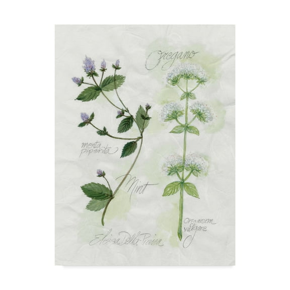 Trademark Fine Art 'Oregano and Mint' Canvas Art by Elissa Della-Piana