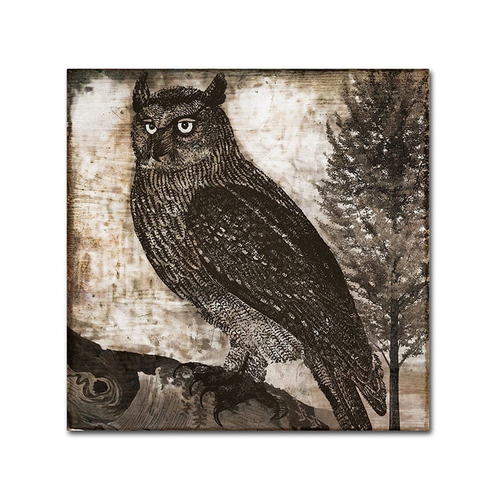 Trademark Fine Art "Owl 2" Canvas Art by Color Bakery