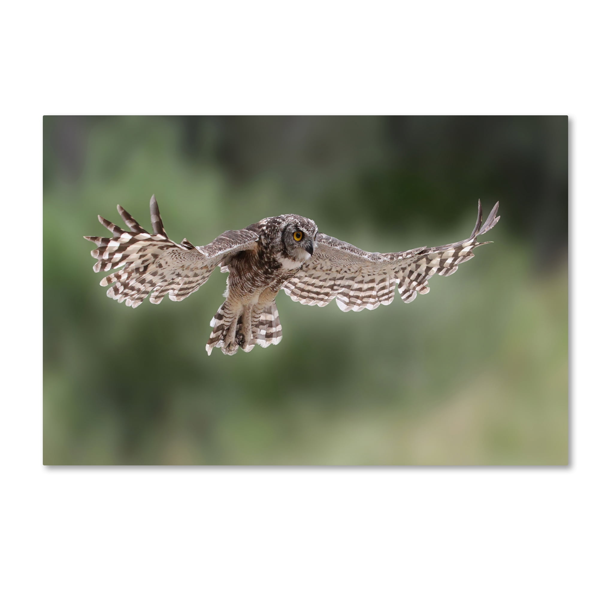 Trademark Fine Art 'Owl' Canvas Art by Andre Marais