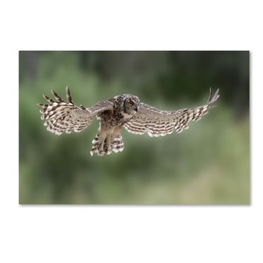 Trademark Fine Art 'Owl' Canvas Art by Andre Marais