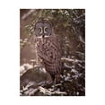 thumbnail image 1 of Trademark Fine Art 'Owl in the Snow I' Canvas Art by PHBurchett, 1 of 3