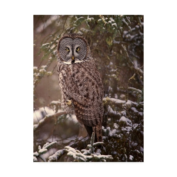 Trademark Fine Art 'Owl in the Snow I' Canvas Art by PHBurchett