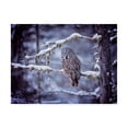 thumbnail image 1 of Trademark Fine Art 'Owl in the Snow II' Canvas Art by PHBurchett, 1 of 3