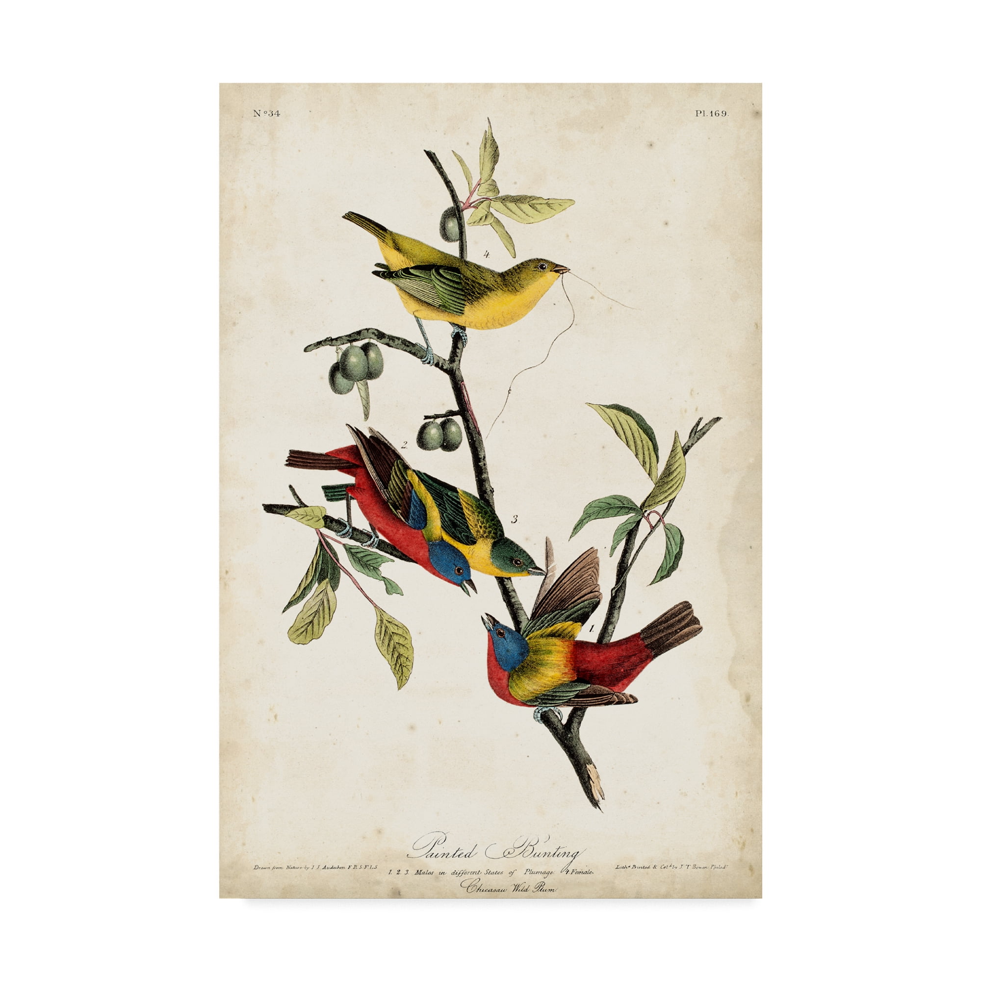 Mid-Century Modern Wrapped Canvas Painting with Colorful Birds