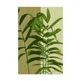 thumbnail image 1 of Trademark Fine Art 'Painted Contrast Leaves II' Canvas Art by James Burghardt, 1 of 4