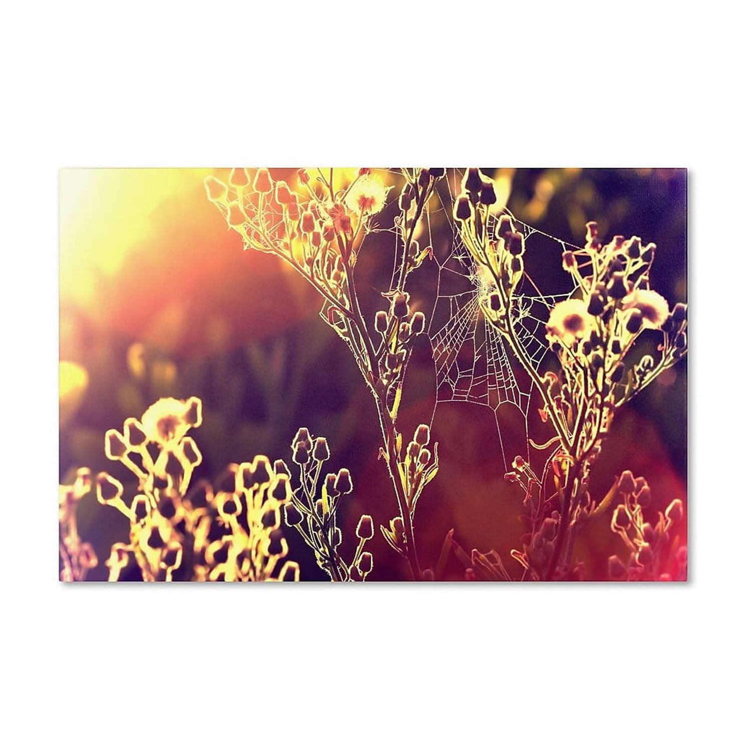 Trademark Fine Art "Painting with Light" Canvas Art by Beata Czyzowska Young