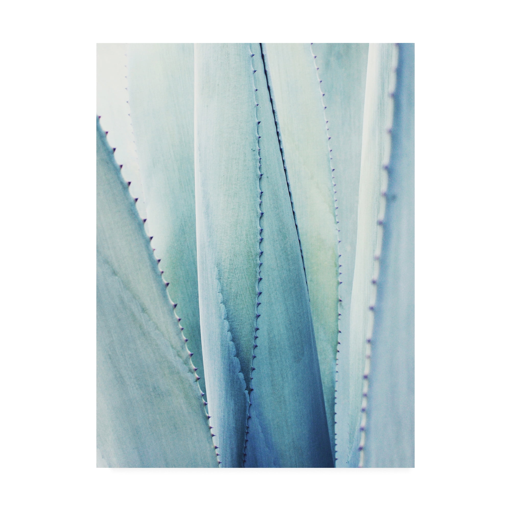 Trademark Fine Art 'Pale Blue Agave No. 1' Canvas Art by Lupen Grainn