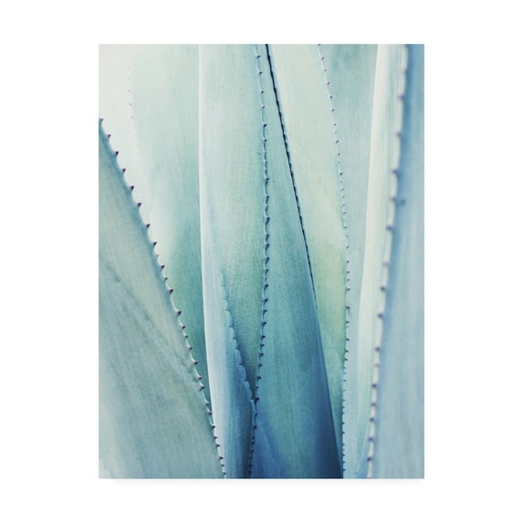 Trademark Fine Art 'Pale Blue Agave No. 1' Canvas Art by Lupen Grainn