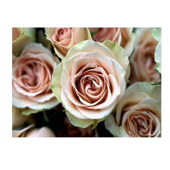 Trademark Fine Art 'Pale Pink Roses' Canvas Art by Kathy Yates