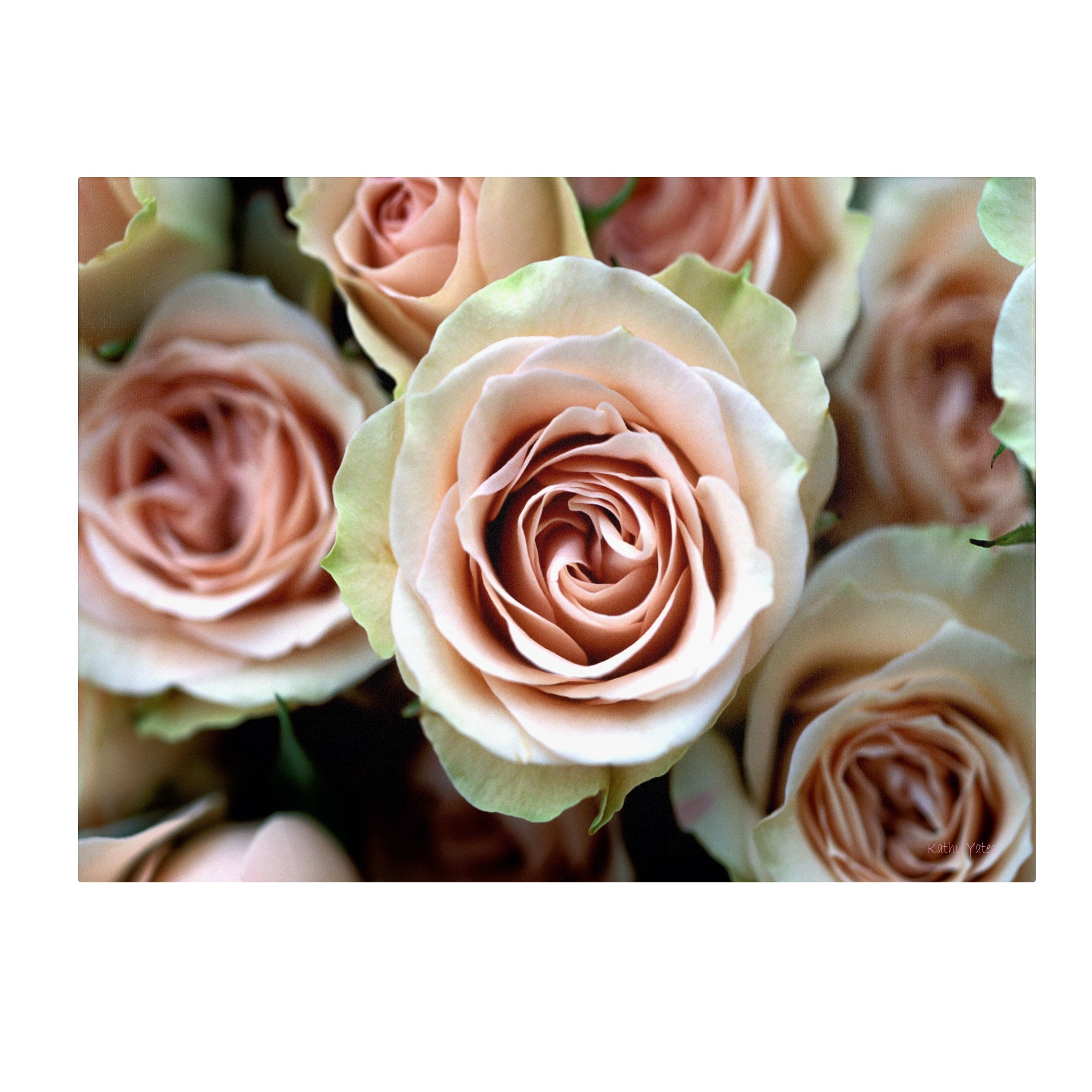 Pale Pink Roses Canvas Art Print 16 x 24