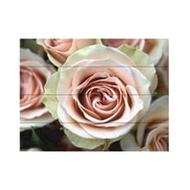 Trademark Fine Art 'Pale Pink Roses' Wooden Wall Art Art by Kathy Yates