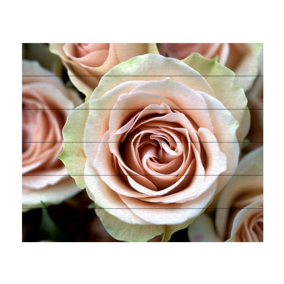 Trademark Fine Art 'Pale Pink Roses' Wooden Wall Art Art by Kathy Yates