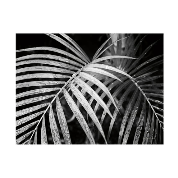 Trademark Fine Art 'Palm Fronds Black And White' Canvas Art by Debra Van Swearingen