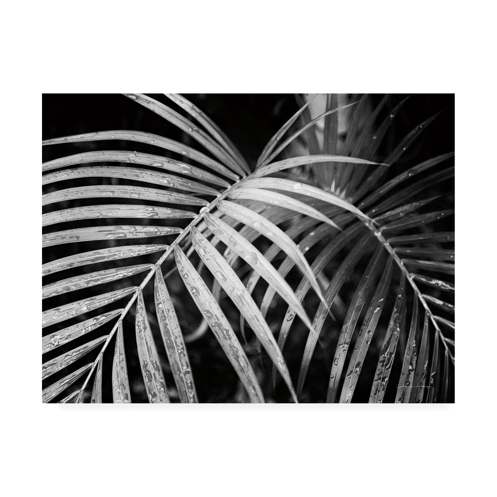 Trademark Fine Art 'Palm Fronds Black And White' Canvas Art by Debra Van Swearingen