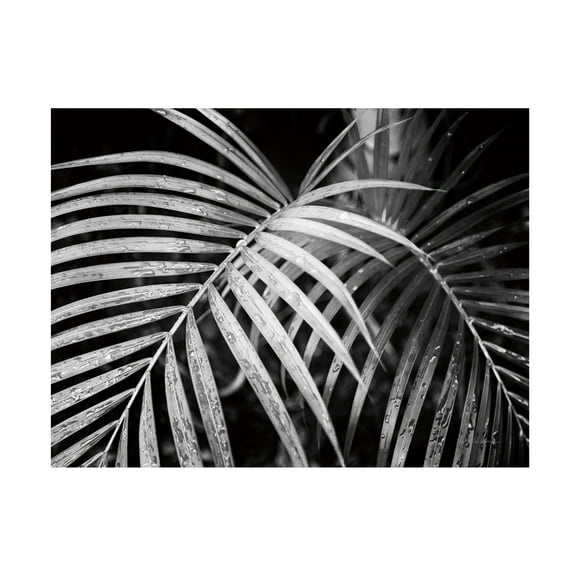 Trademark Fine Art 'Palm Fronds' Canvas Art by Debra Van Swearingen