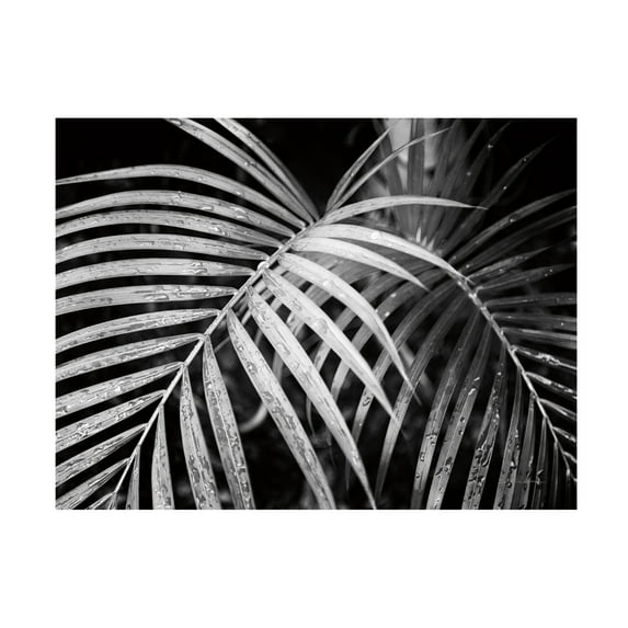 Trademark Fine Art 'Palm Fronds' Canvas Art by Debra Van Swearingen