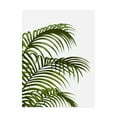 thumbnail image 1 of Trademark Fine Art 'Palm Leaf 1, Green On White' Canvas Art by Fab Funky, 1 of 3