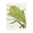 thumbnail image 1 of Trademark Fine Art 'Palm Melange III' Canvas Art by Curtis, 1 of 3