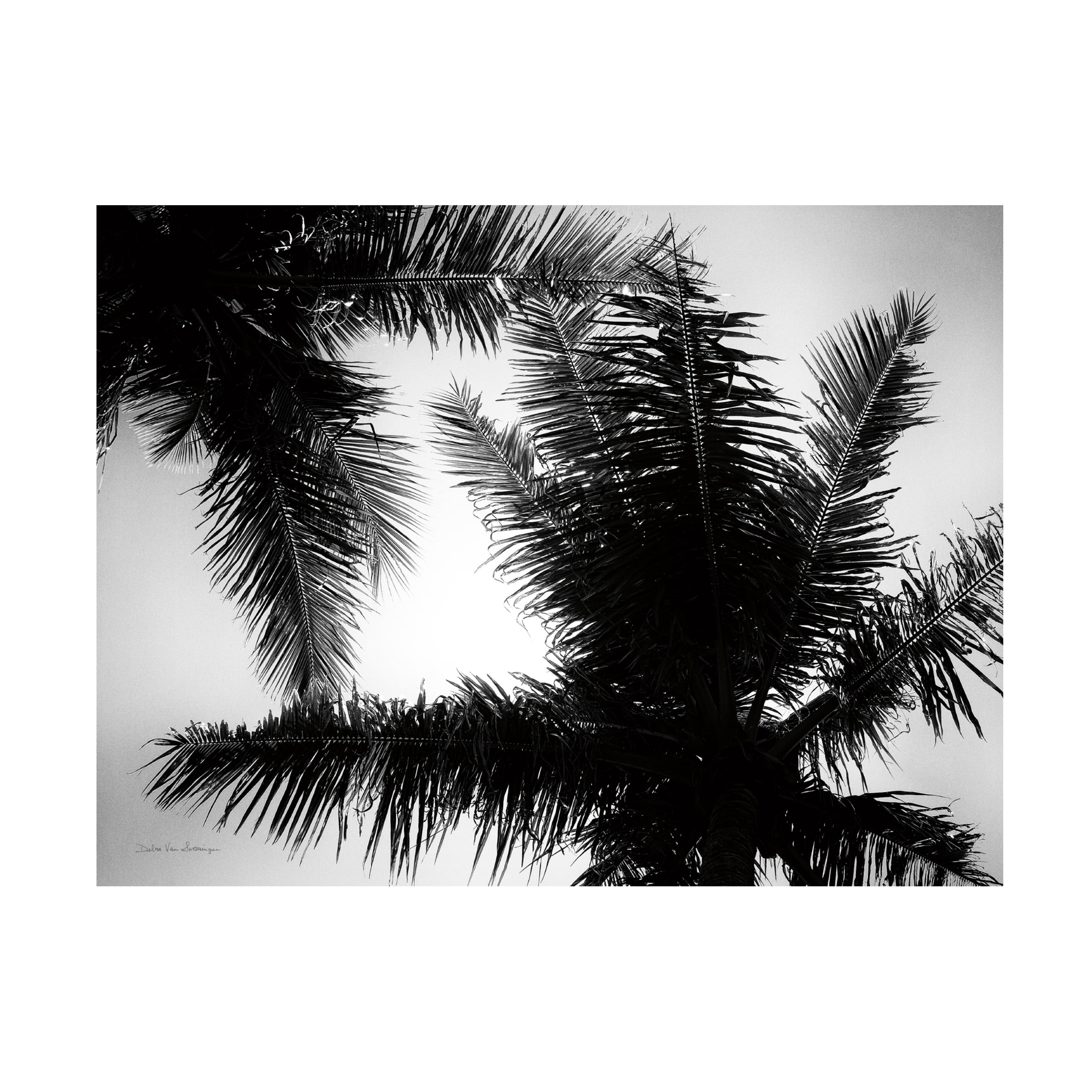Trademark Fine Art 'Palm Tree Looking Up I' Canvas Art by Debra Van Swearingen