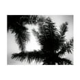 thumbnail image 1 of Trademark Fine Art 'Palm Tree Looking Up I' Canvas Art by Debra Van Swearingen, 1 of 4