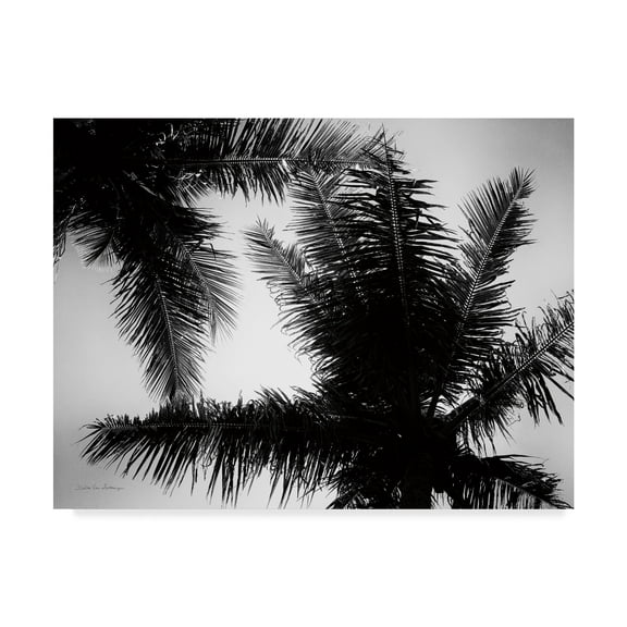 Trademark Fine Art 'Palm Tree Looking Up I' Canvas Art by Debra Van Swearingen