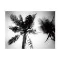 thumbnail image 1 of Trademark Fine Art 'Palm Tree Looking Up II' Canvas Art by Debra Van Swearingen, 1 of 4