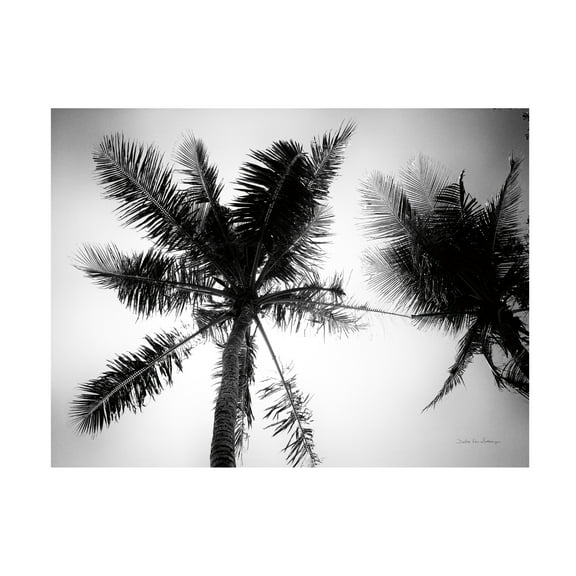 Trademark Fine Art 'Palm Tree Looking Up II' Canvas Art by Debra Van Swearingen