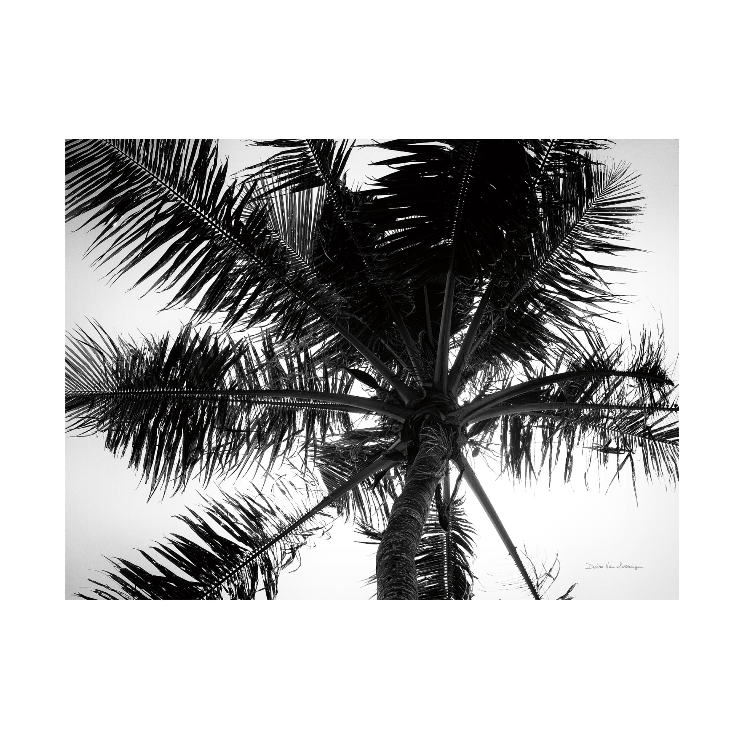 Trademark Fine Art 'Palm Tree Looking Up III' Canvas Art by Debra Van Swearingen