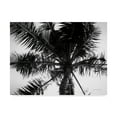 thumbnail image 1 of Trademark Fine Art 'Palm Tree Looking Up III' Canvas Art by Debra Van Swearingen, 1 of 1