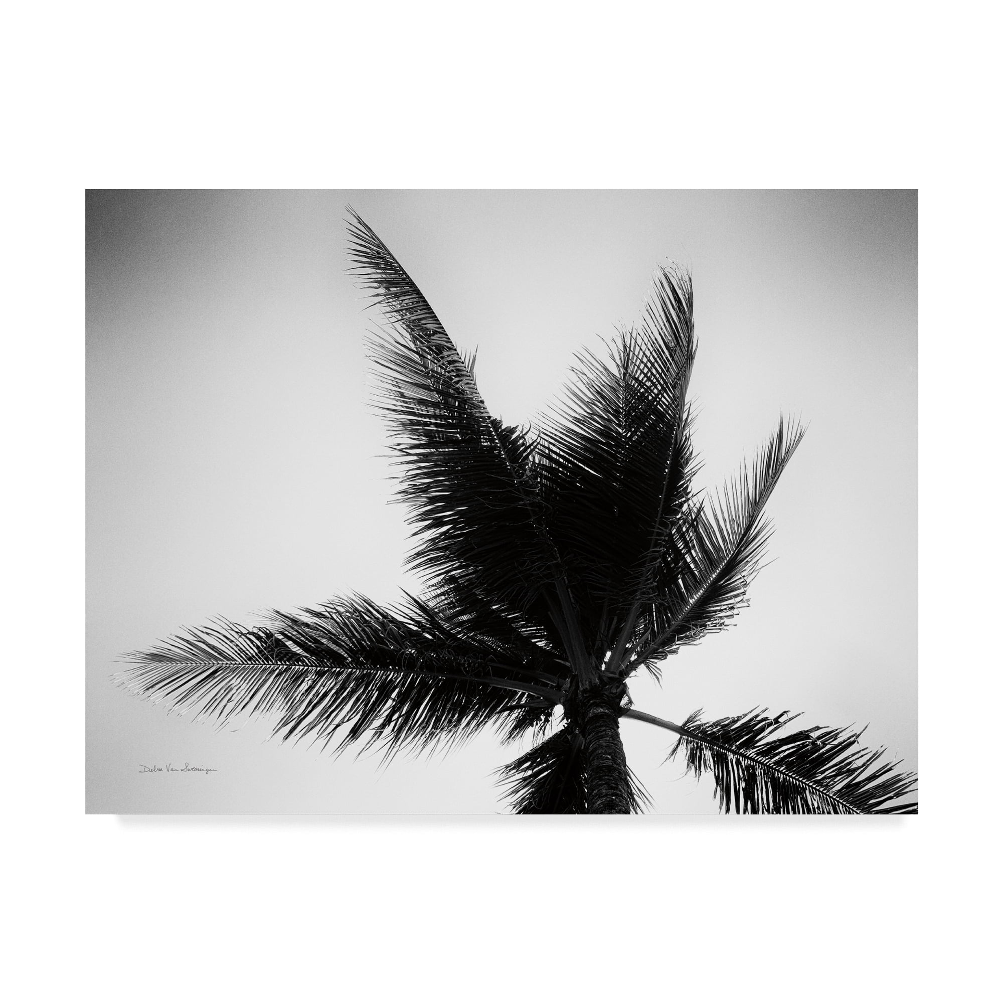Trademark Fine Art 'Palm Tree Looking Up IV' Canvas Art by Debra Van Swearingen