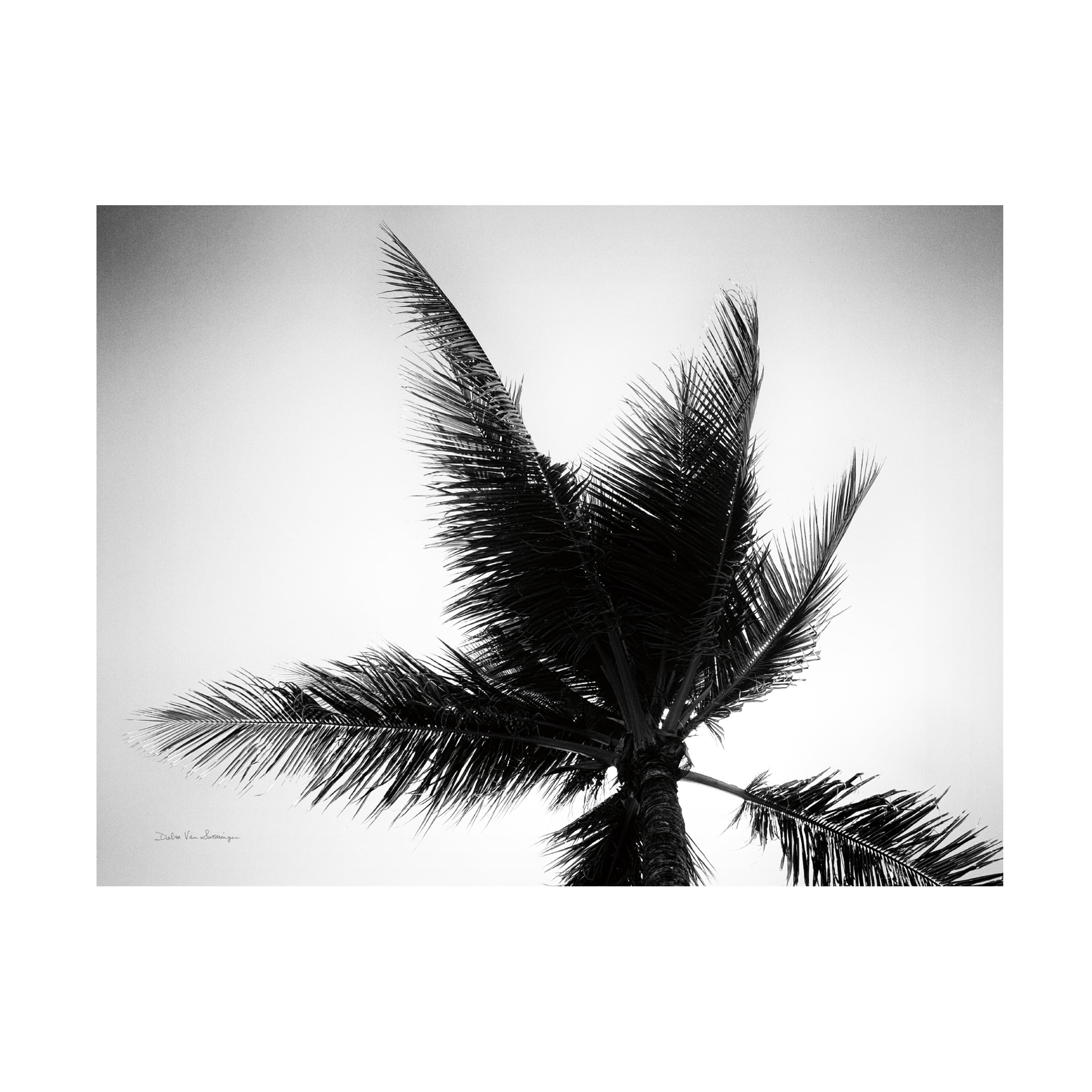 Trademark Fine Art 'Palm Tree Looking Up IV' Canvas Art by Debra Van Swearingen
