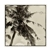 Trademark Fine Art 'Palm Tree Sepia II' Canvas Art by Debra Van Swearingen