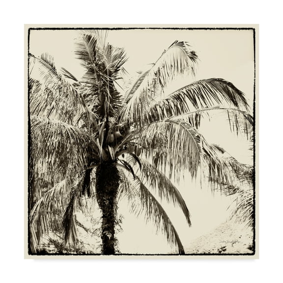 Trademark Fine Art 'Palm Tree Sepia III' Canvas Art by Debra Van Swearingen