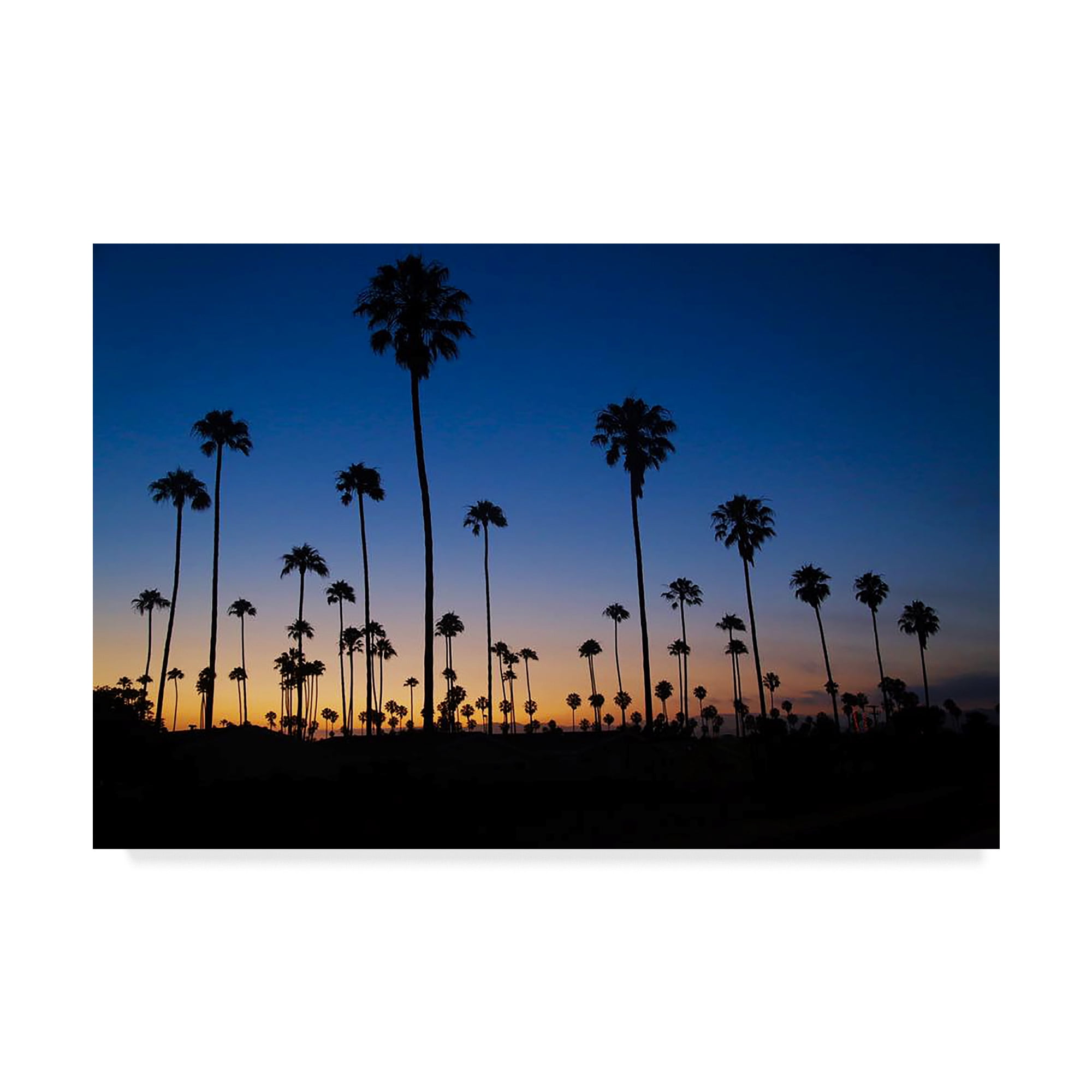 Trademark Fine Art 'Palm Trees Ventura' Canvas Art by American School