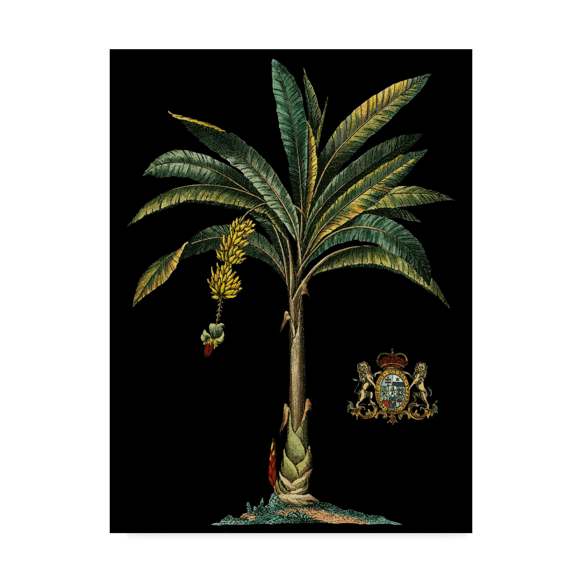 Trademark Fine Art 'Palm and Crest on Black I' Canvas Art by Vision Studio