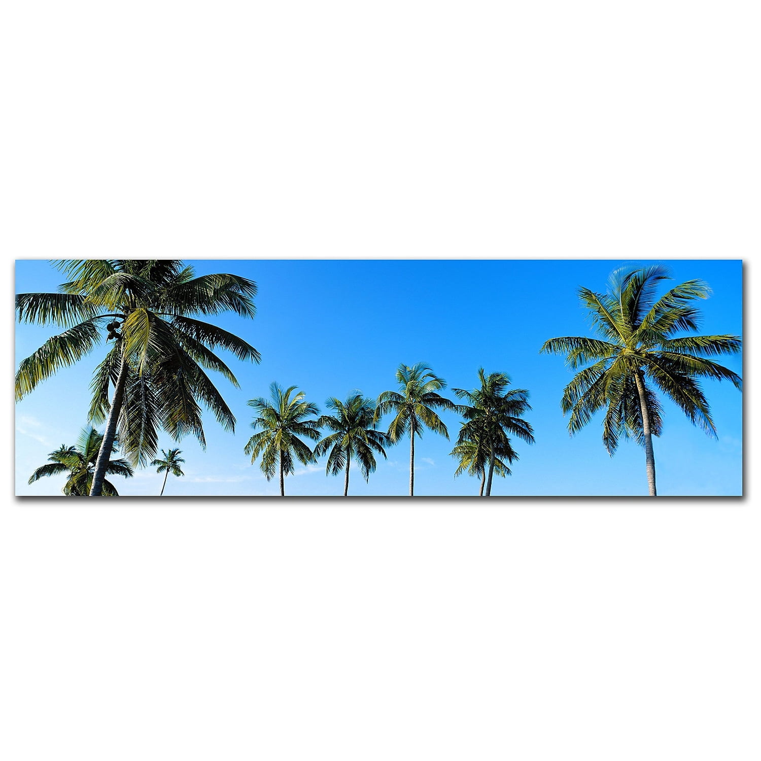 Trademark Fine Art Palms by Preston-Ready to Hang Art 8x24 Inches (EM197-C824GG)