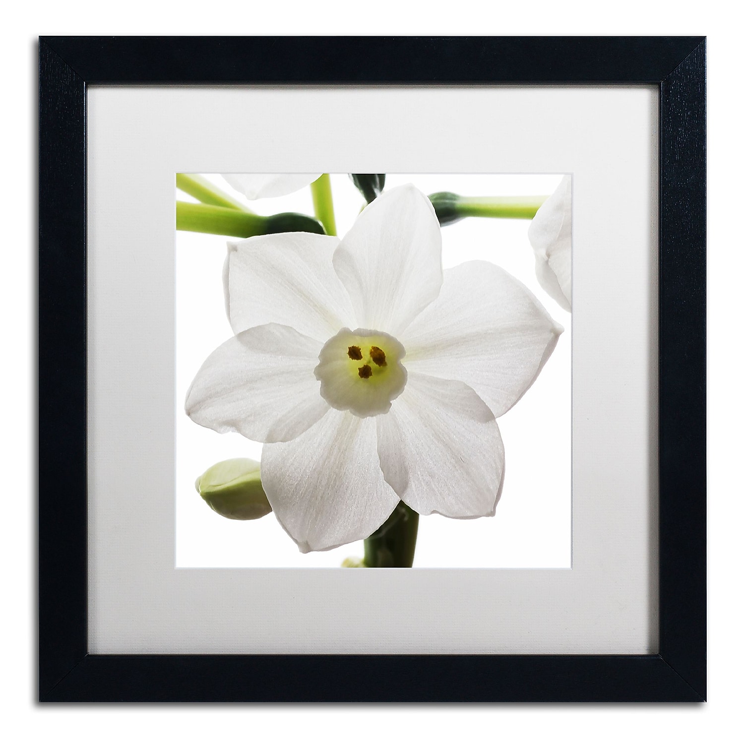 Trademark Fine Art "Paper White 2" Canvas Art by Kurt Shaffer White Mat, Black Frame