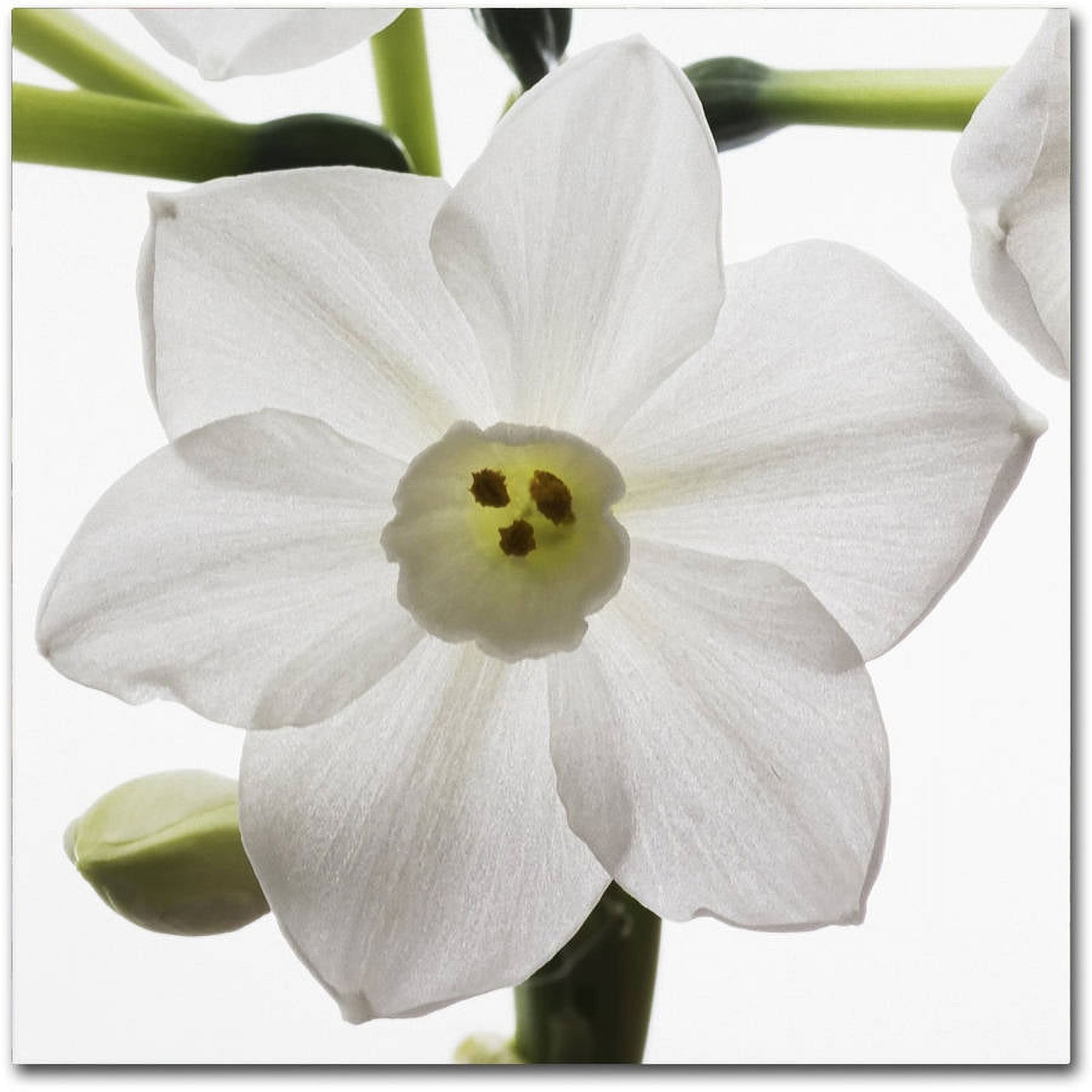 Trademark Fine Art "Paper White 2" Canvas Art by Kurt Shaffer