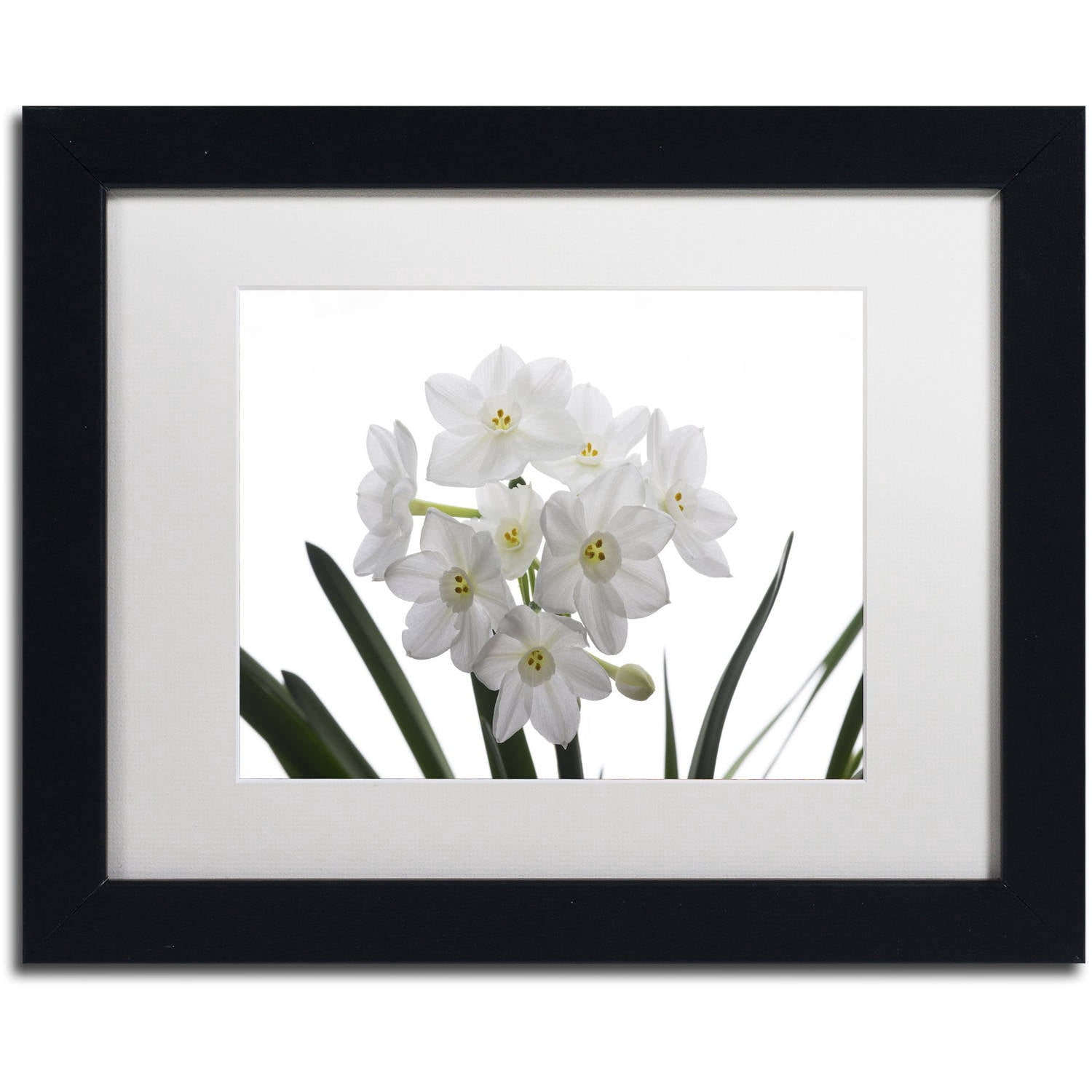 Trademark Fine Art "Paper White Bouquet" Canvas Art by Kurt Shaffer White Mat, Black Frame