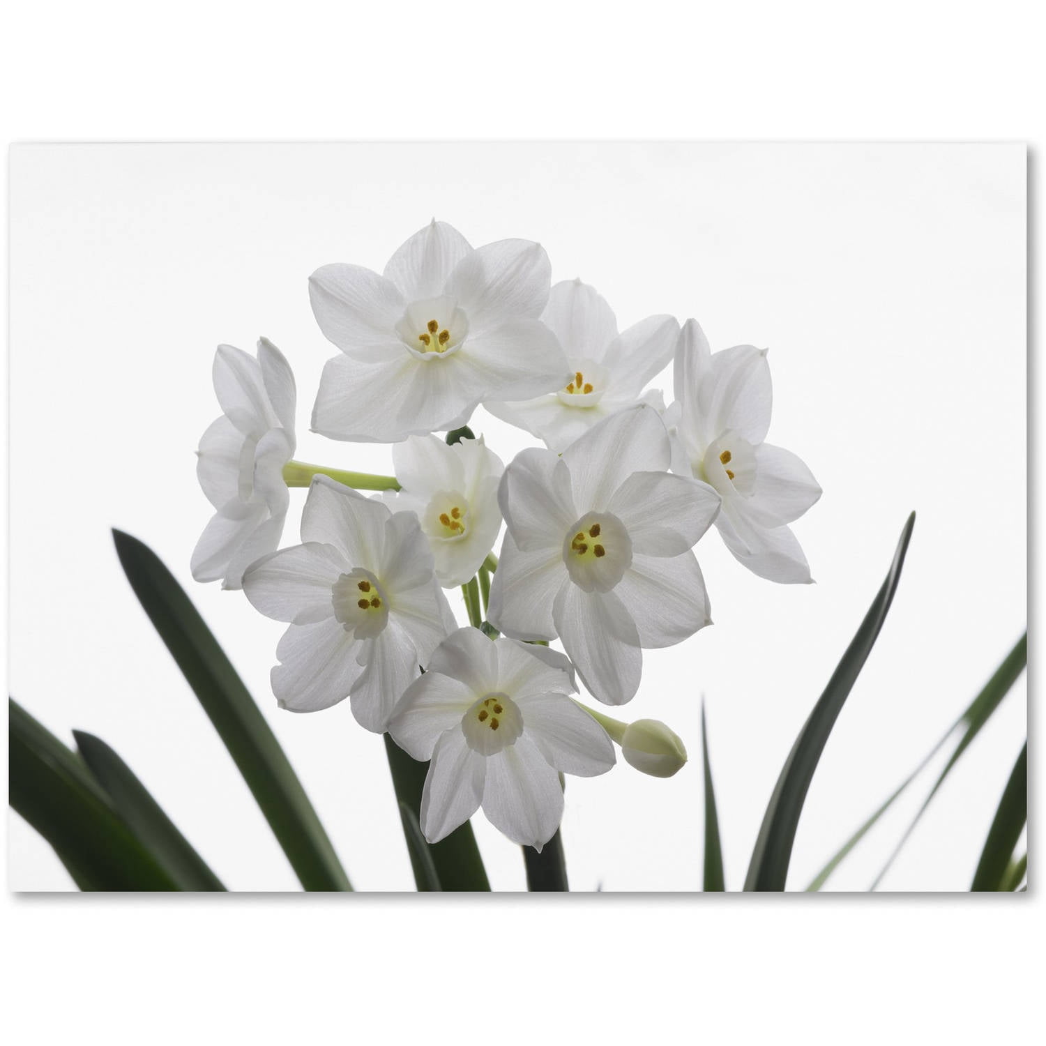 Trademark Fine Art "Paper White Bouquet" Canvas Art by Kurt Shaffer