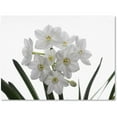 thumbnail image 1 of Trademark Fine Art "Paper White Bouquet" Canvas Art by Kurt Shaffer, 1 of 4