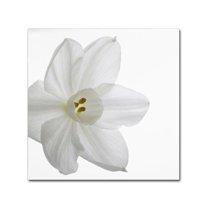 Trademark Fine Art "Paper White" Canvas Art by Kurt Shaffer