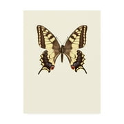 Trademark Fine Art 'Papilio machaon' Canvas Art by Incado