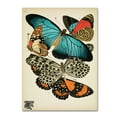 thumbnail image 1 of Trademark Fine Art 'Papillons 11' Canvas Art by Vintage Apple Collection, 1 of 3