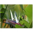 thumbnail image 1 of Trademark Fine Art "Paradise 2" Canvas Wall Art by Patty Tuggle, 1 of 3