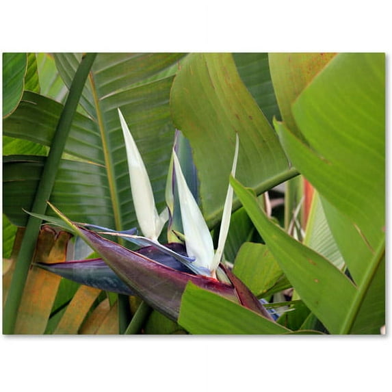 Trademark Fine Art "Paradise 2" Canvas Wall Art by Patty Tuggle