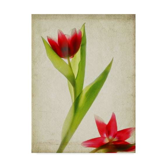 Trademark Fine Art 'Parchment Flowers II' Canvas Art by Judy Stalus